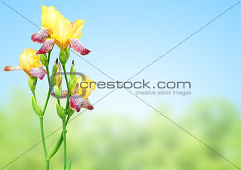 Flowers of iris of yellow and purple colors