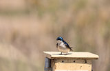 Blue Tree swallow bird, Tachycineta bicolor
