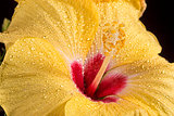Hibiscus Flower Close Up