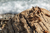 Pague of locusts on the sea coast