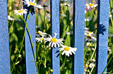 Daisies against a blue wooden fence