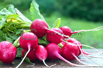 Red radish on a bench