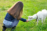 Girl with goat on a meadow