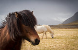 Pair of Icelandic horses on a field 