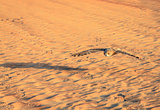Desert Eagle Owl