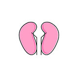 Vector kidneys icon