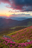 rhododendron in mountains