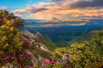 evening mountains and rhododendron