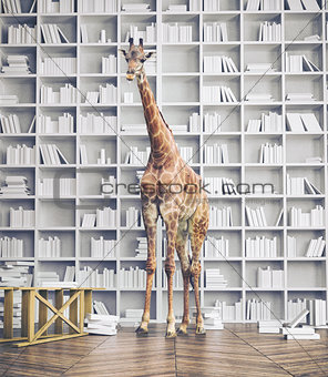 giraffe in the room 