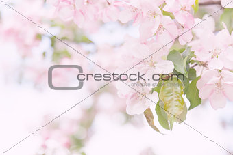 spring blooming apple tree