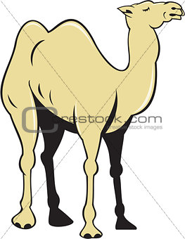 Camel Side View Cartoon