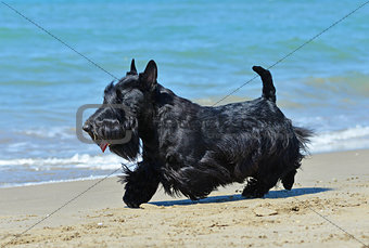 scottish terrier on beach