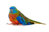 Turquoise parrot in studio