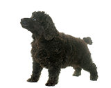 puppy brown poodle
