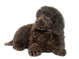 puppy brown poodle