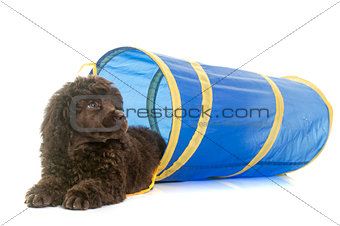 puppy brown poodle in agility