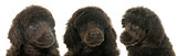 puppies brown poodle
