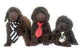 puppies brown poodle