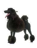 standard black poodle