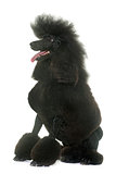 standard black poodle