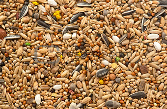 bird seed for parrots
