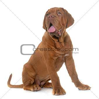 puppy Dogue de Bordeaux