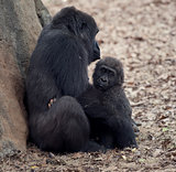 Gorilla Female and a  Baby