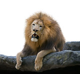 Lion on a Rock watercolor