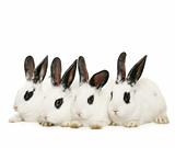 four cute rabbits