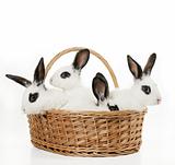 four cute bunnies