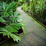 Path in rainforest.