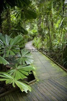 Walkway in rainforest.