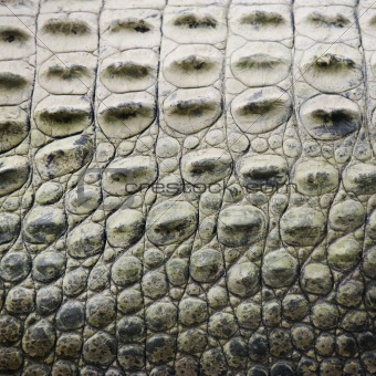 Crocodile scales.