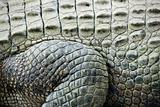 Crocodile skin.