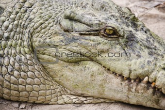 Crocodile head.
