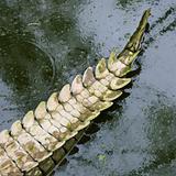 Crocodile tail.