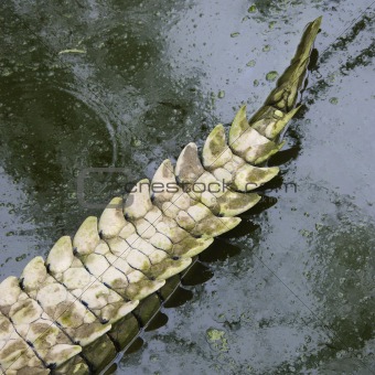 Crocodile tail.