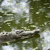 Crocodile swimming.