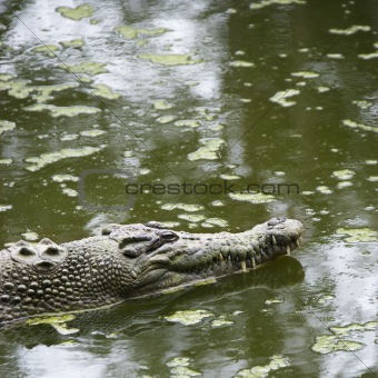 Crocodile swimming.