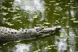 Swimming crocodile.