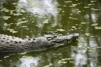 Swimming crocodile.