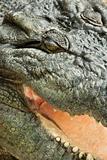 Crocodile close up.