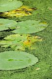 Water lily pads.