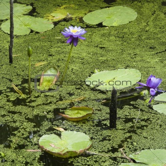 Water lilies.