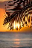 Palm leaf at sunset.