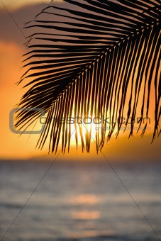 Palm leaf at sunset.