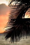 Palm frond silhouette.