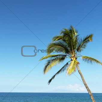 Palm tree and ocean.