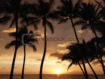 Maui palm trees at sunset.