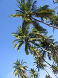 palm canopy